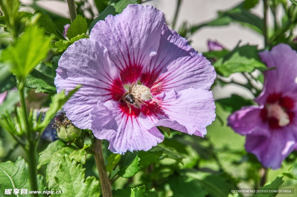 芙蓉花朵摄影图片