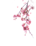 中国风传统花朵