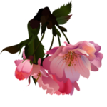 桃花树枝古风图案