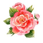 水彩花朵