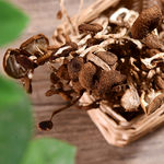 茶树菇