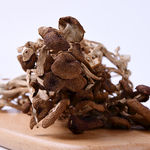 茶树菇