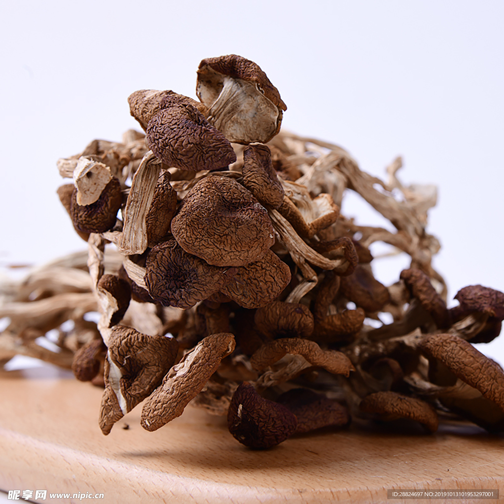 茶树菇