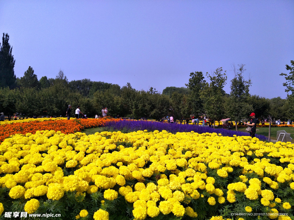 菊花