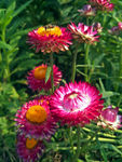 蜡菊
