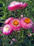 蜡菊