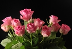 粉色花朵鲜花植物绿叶