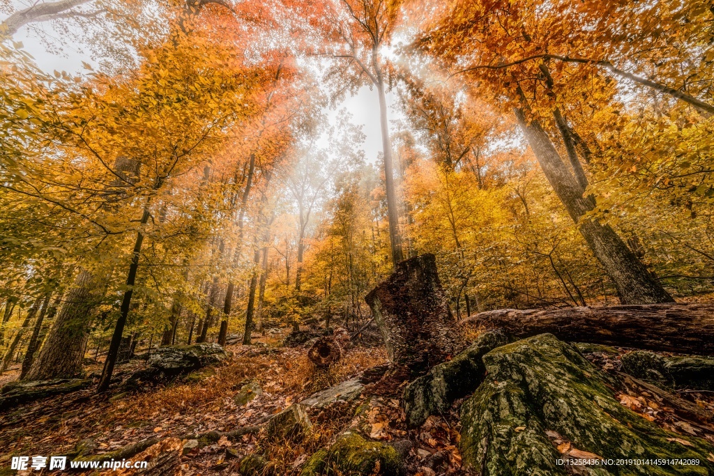 森林树木阳光落叶风景