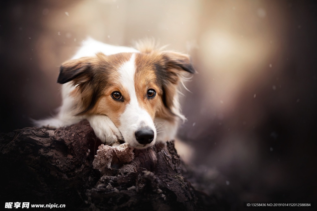 小狗宠物猎犬