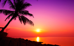 海边夕阳椰树天空风景