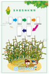 玉米生长过程流程图