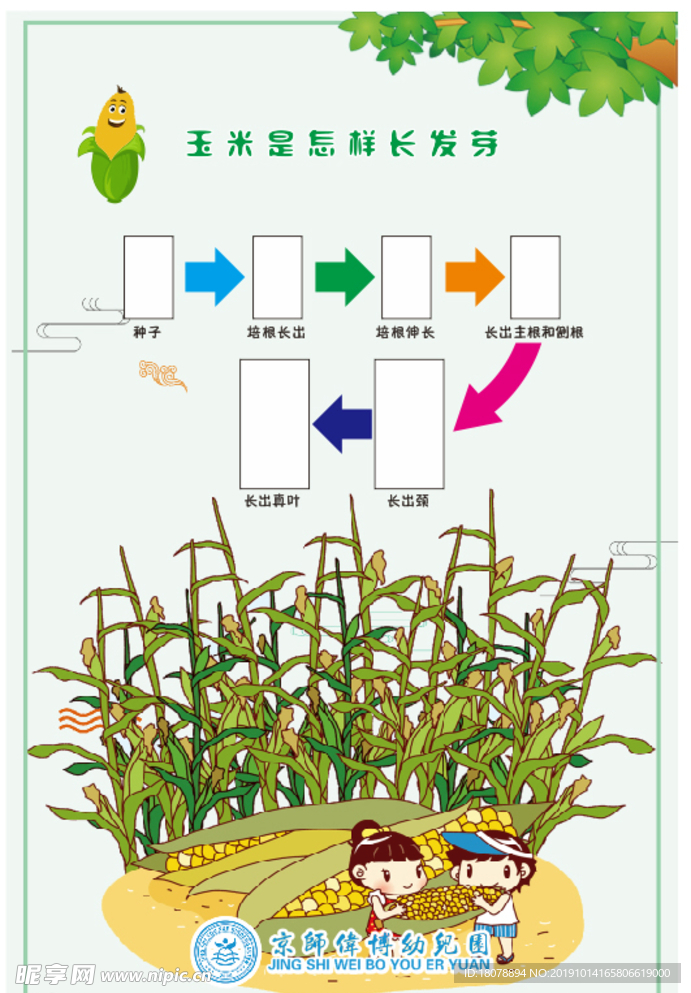 玉米生长过程流程图