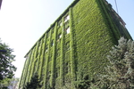 798艺术区爬山虎