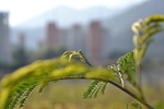 野草