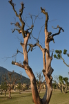 树枝
