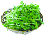 豌豆苗