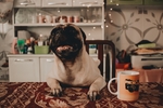 狗