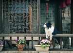 狗