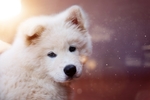 狗