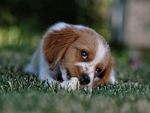 狗