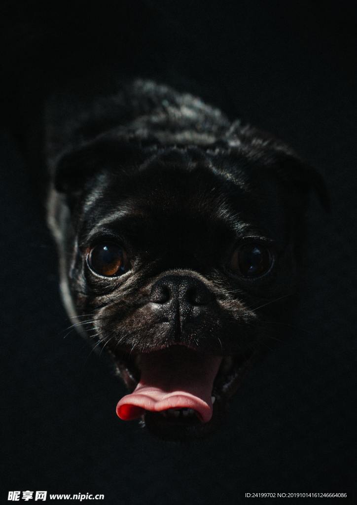 狗