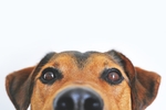 狗