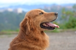 狗