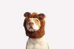 狗