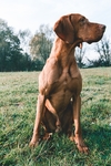 狗