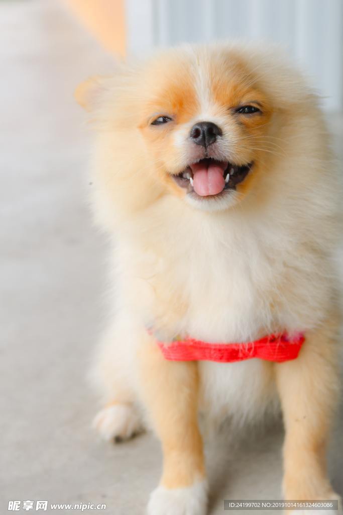 狗