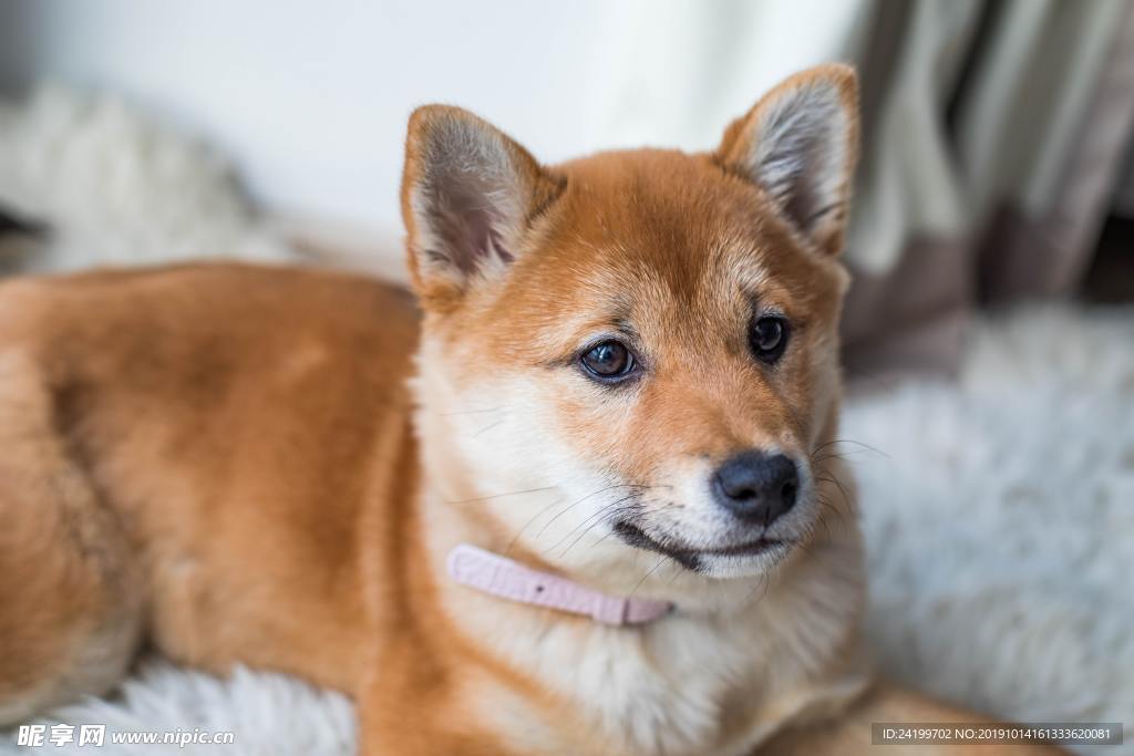 狗