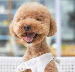 狗