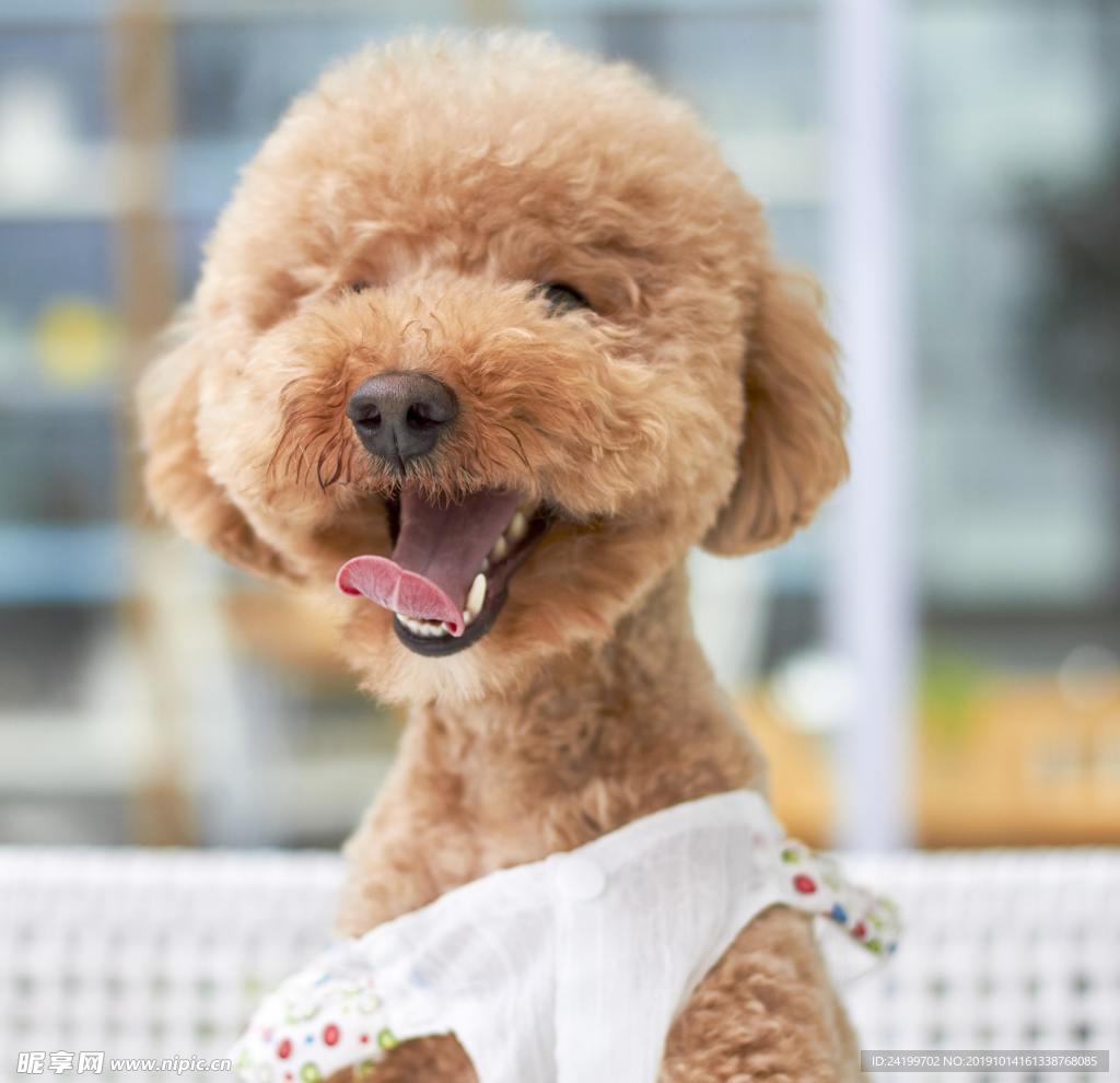 狗