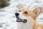 狗