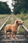 狗