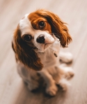 狗