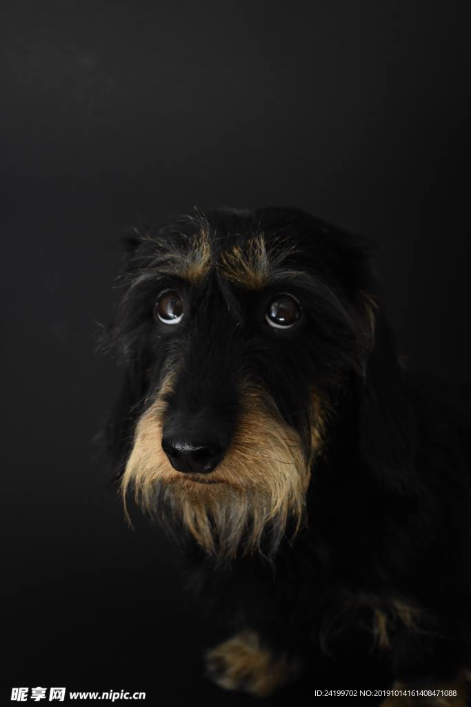 狗