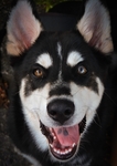 狗