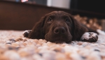 狗