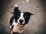 狗