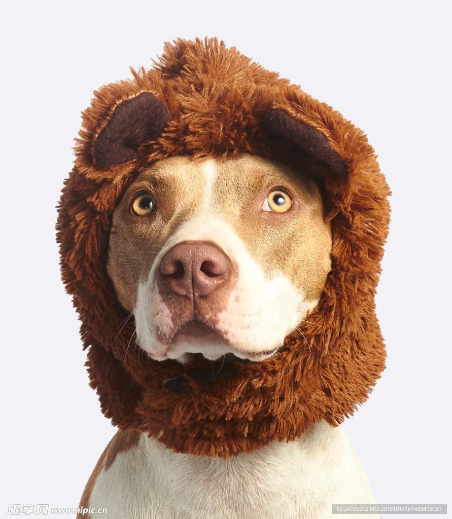 狗