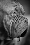 狗