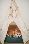 狗