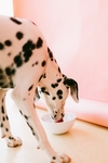 狗