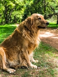 狗