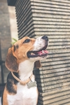 狗
