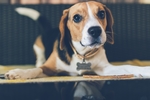 狗