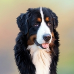 狗