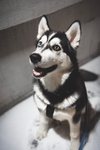 狗