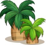 椰子树